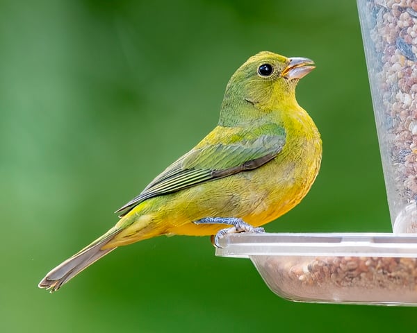  Female (or immature male) Painted Bunting.