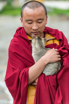 Monk with a Temple Cat
