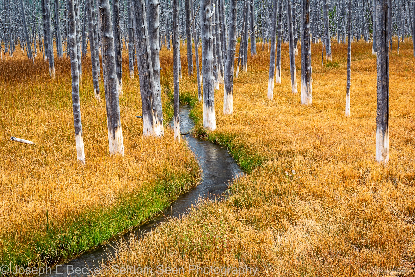 Image of Tangled Creek “Bobby Socks” Trees by Joe Becker