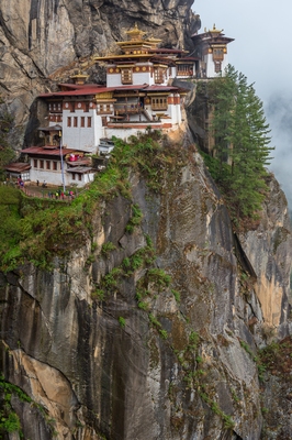 Picture of Tiger's Nest - Tiger's Nest