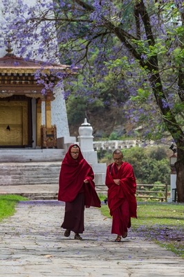 Punakha Dzong - Monks