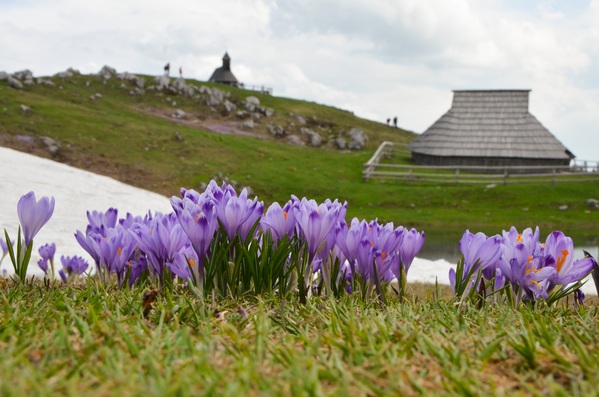 Saffron flowers in early spring on Velika planina