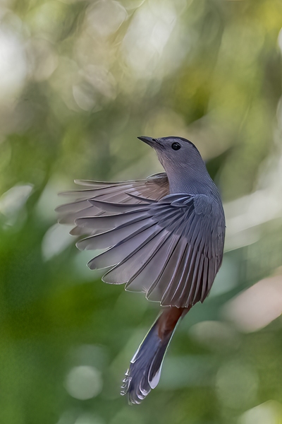 Gray Catbird landing on feeder. Birds using the feeder fly from nearby bushes. Flight time is too short to track. This image was shot with tripod and remote with preset zone focus from a distance of 15'/4.6m. There is a fine balance between focal length and depth of field. The feeder is in a shaded area requiring high ISO to obtain sufficiently fast shutter speeds.