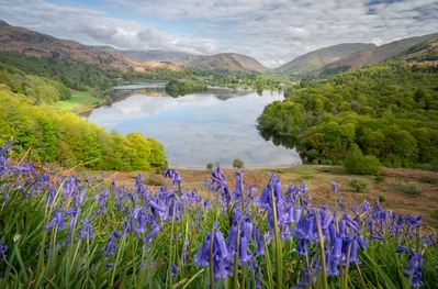 Focus stacked bluebells and glorious Grasmere
