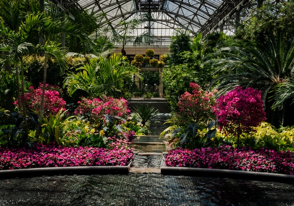 The historic 4.5 acre conservatory is a magical place which transforms it self as the seasons change.  It is a grand refuge from winters Chill with the Christmas season being a very special time at Longwood