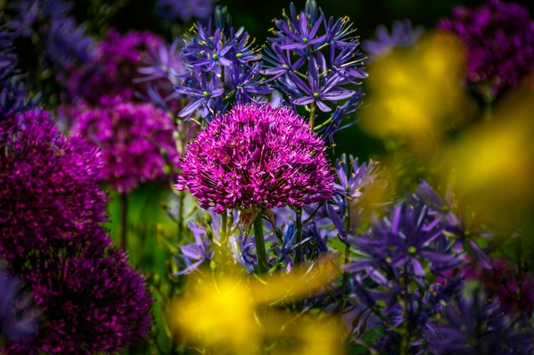 Summer explodes with colors all across the 1000+ acres of Longwood.  The best seasons to visit Longwood Gardens - Winter, Spring, Summer, Autumn.