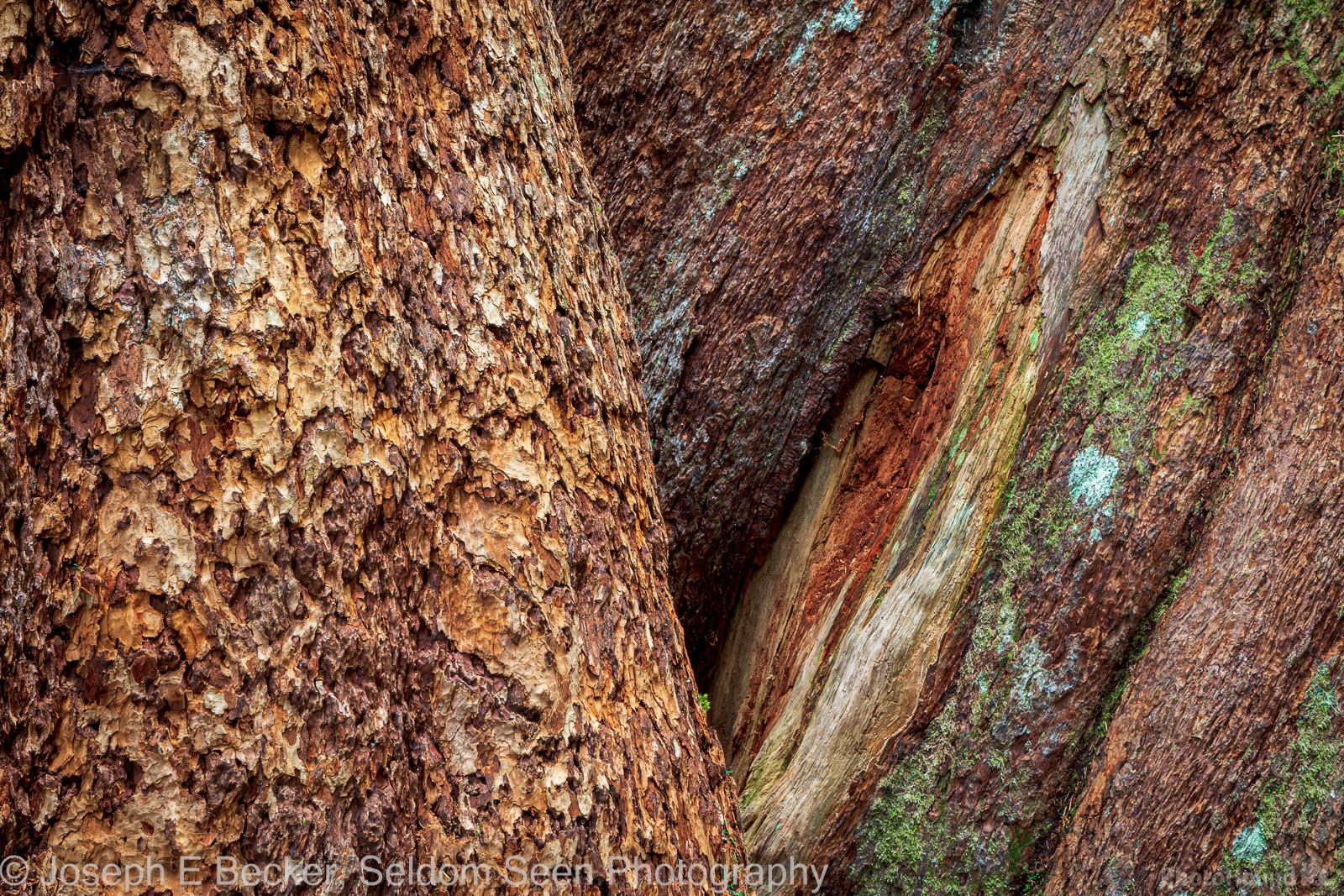 Image of Grove of the Patriarchs, Mount Rainier National Park by Joe Becker