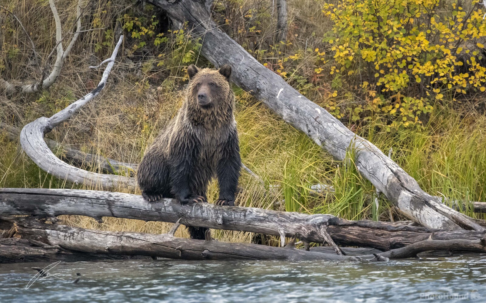 Image of Grizzly Bears of Chilko by Patrick Hulley