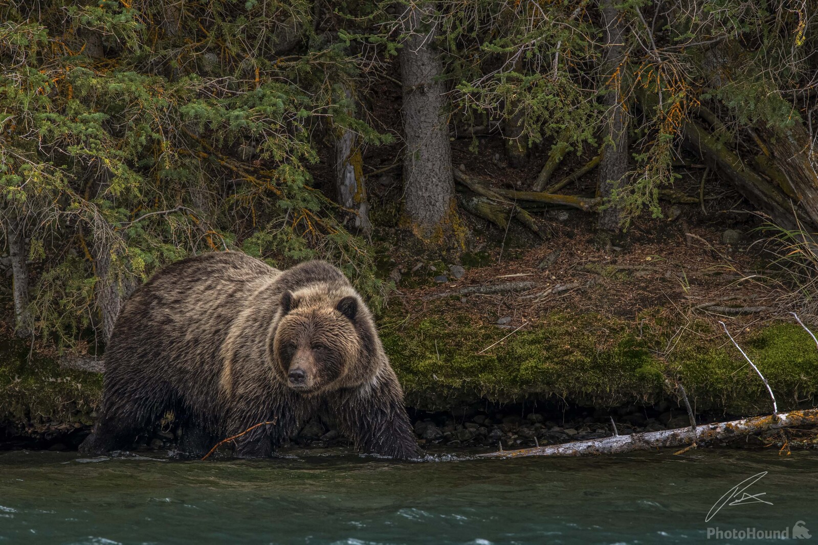 Image of Grizzly Bears of Chilko by Patrick Hulley