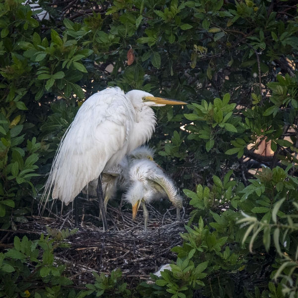 Great Egrets. Egrets lay eggs, usually three, over a period of days. This appears to increase the chance that at least one will survive. In this case the two older chicks pushed the youngest out of the nest. It is the small white spot below the nest.This is normal behavior.