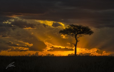 Sunset Through Acacia Tree plains of Maasai Mara, Kenya.