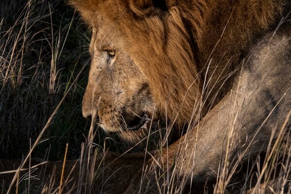 Lion with mate beneath it in Maasai Mara, Kenya.