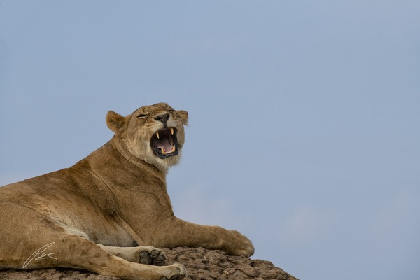 Lioness, yawning on termite mound, Maasai Mara, Kenya.