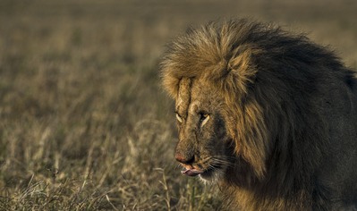 Kenya pictures - Maasai Mara Game Reserve