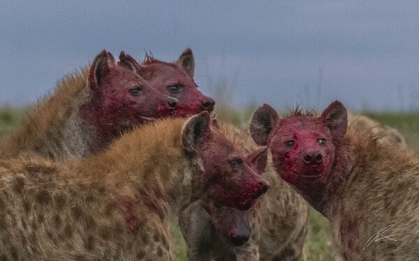 Hyenas after the kill, Maasai Mara, Kenya.