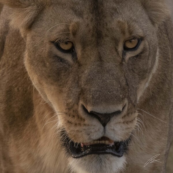 The power of the lioness, Maasai Mara, Kenya.