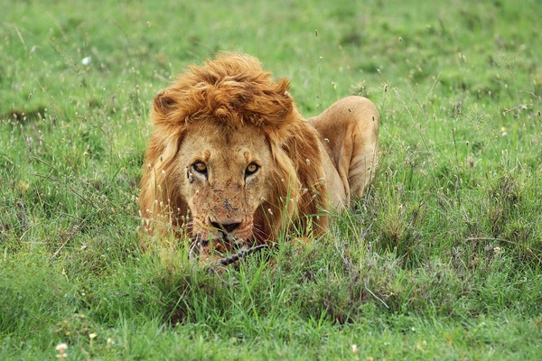 Male lion feeding on its prey