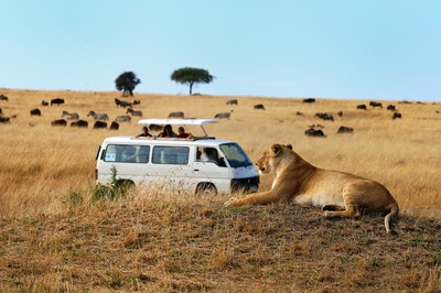 Lioness observing plains ovr Maasai Mara