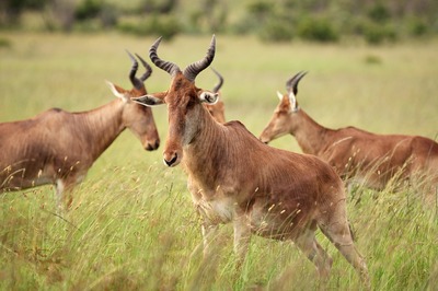 Hartebeest or Kongoni at Maasai Mara
