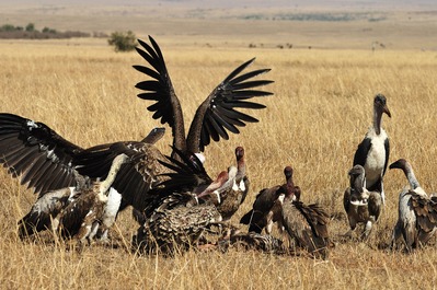 Vultures and marabu storks at Maasai Mara