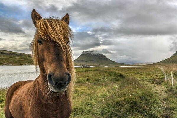 Icelandic Horse w/Kirkjfell in the background.