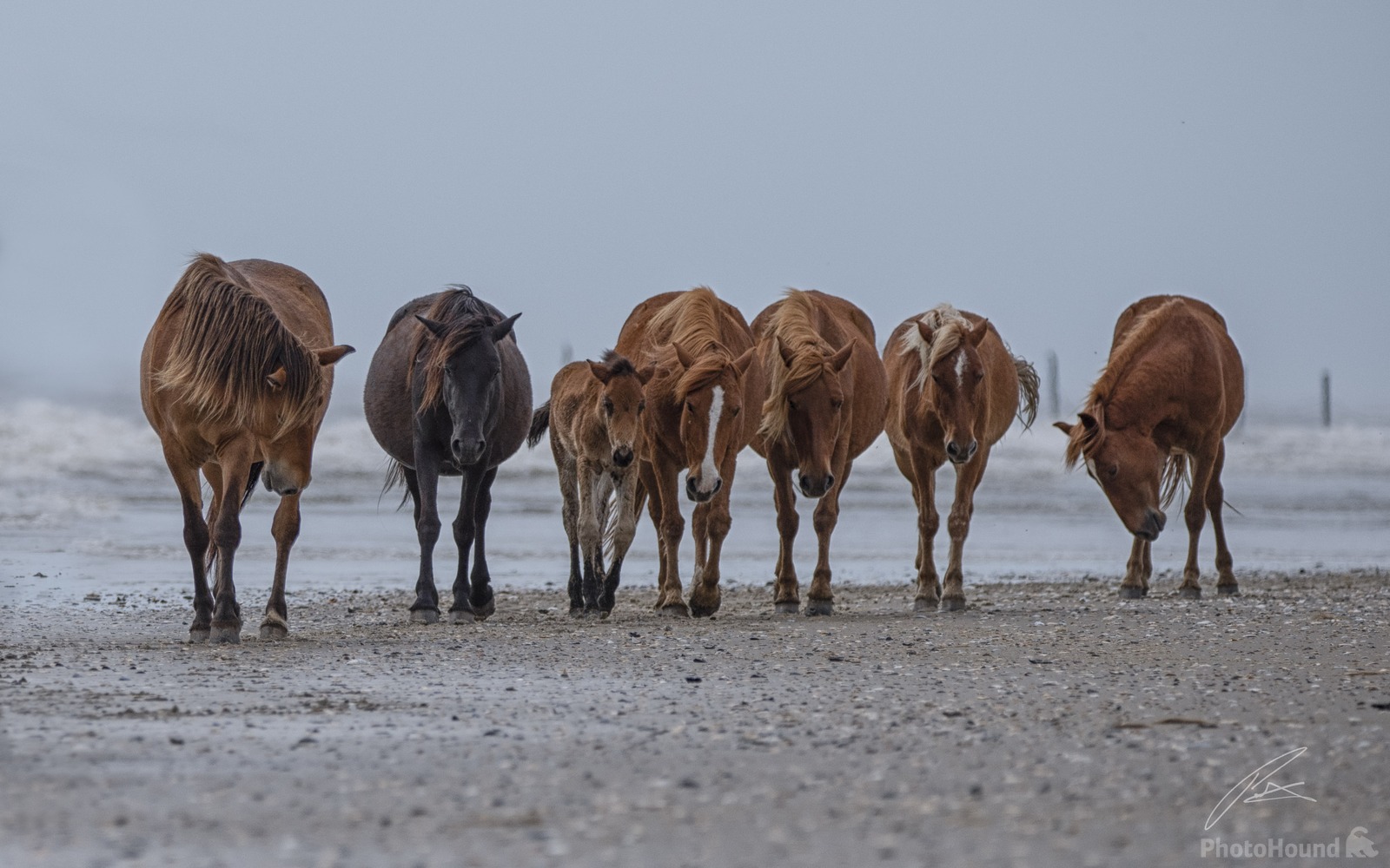 Image of Wild Horses of the Currituck Outer Banks by Patrick Hulley
