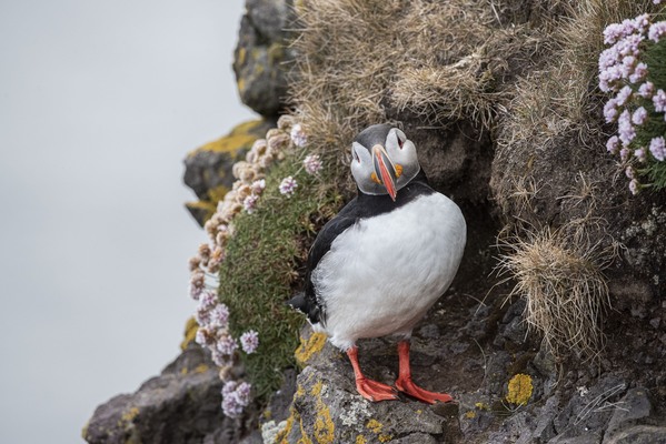 Puffin along the banks of Latrabjarg Cliffs, Iceland