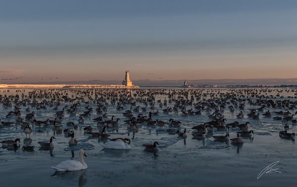 Winter crowds in the bay, Cobourg Lighthouse