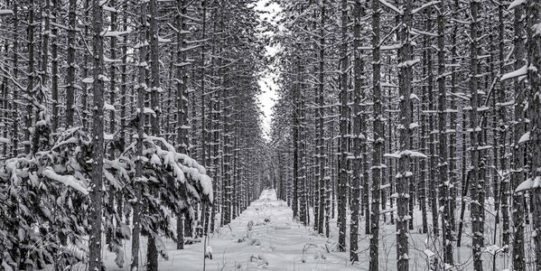 Between the pines, the Northumberland Forest in Winter, outside of Cobourg ON