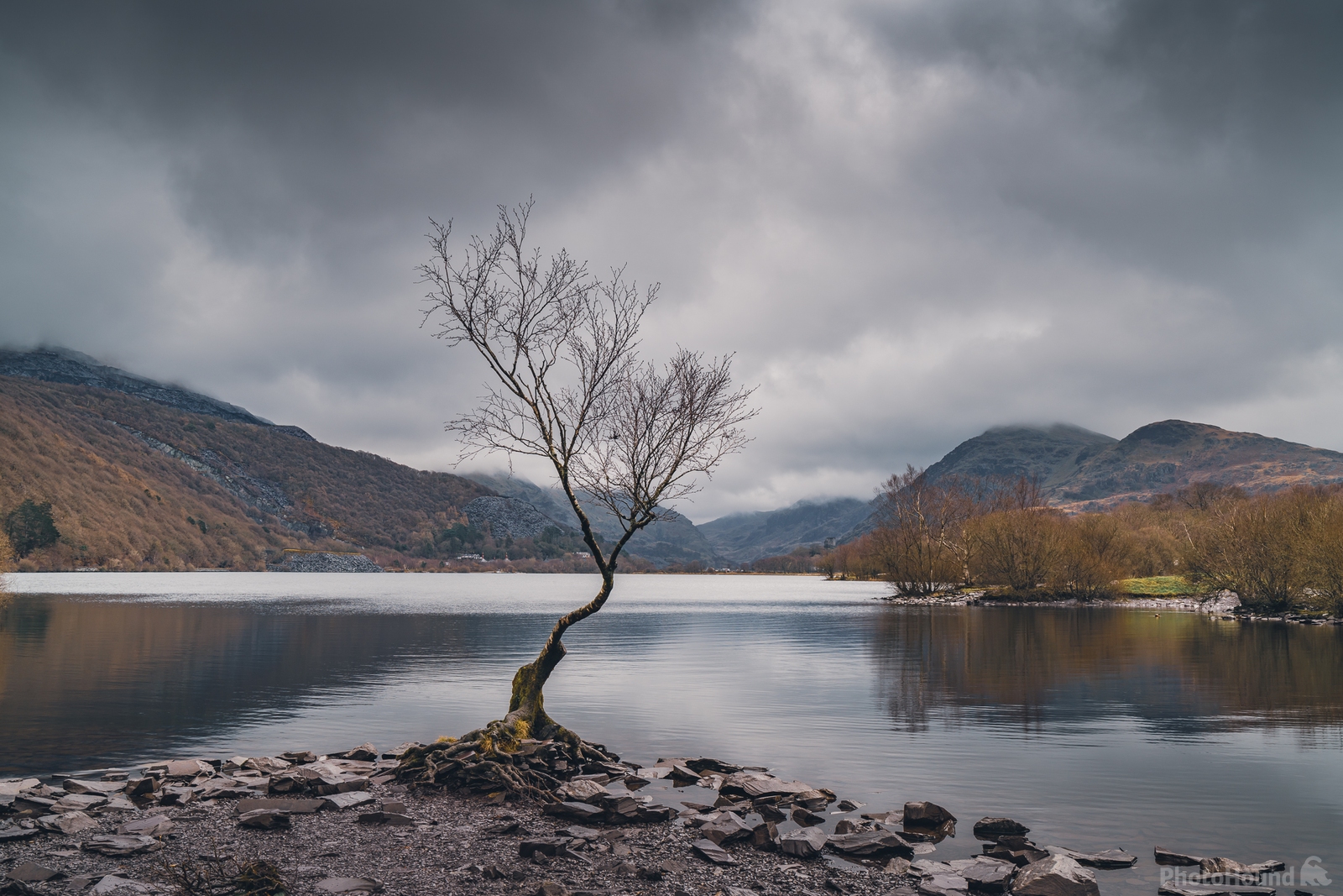 Image of Lone Tree by James Billings.