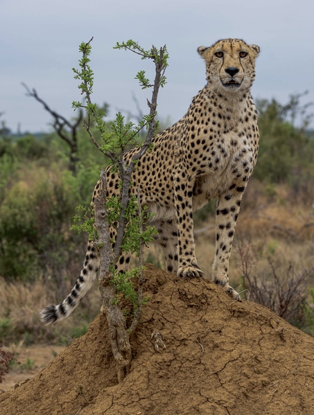Close encounter with a cheetah as she was hunting and using our safari vehicle as cover