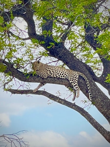 Nap time for this Leopard after a big meal that she left in another tree