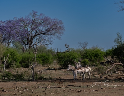 Photo of Madikwe Game Reserve - Madikwe Game Reserve