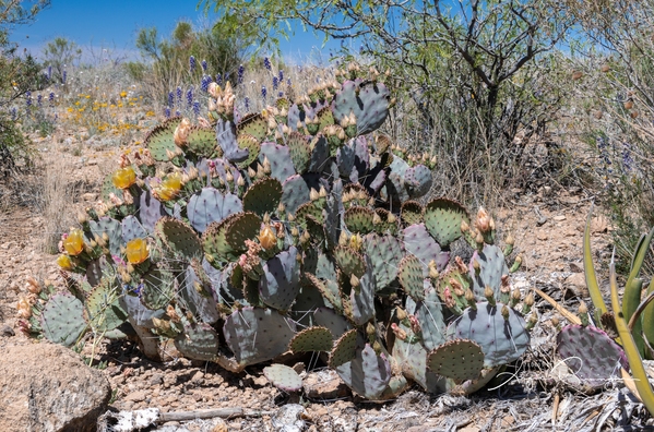 Prickly pear cactus purple phase in the spring only March is best time to go