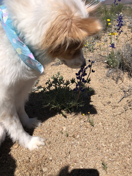 Even my dog stopped to smell the flowers