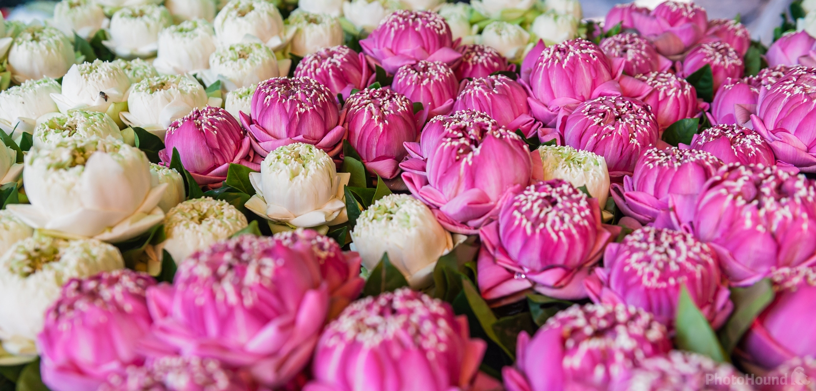 Image of Bangkok Flower Market (Pak Khlong Talat) by Sue Wolfe