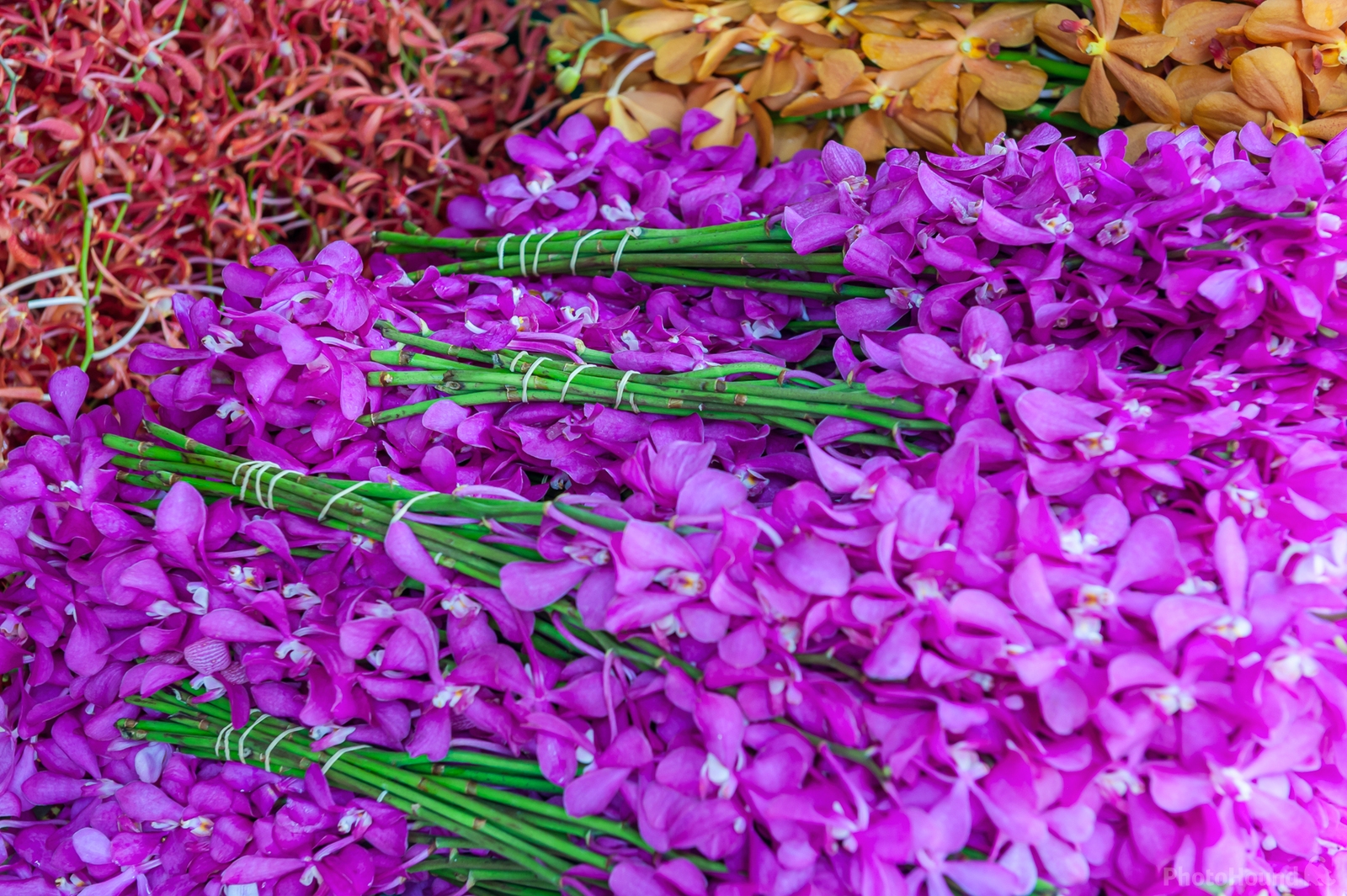 Image of Bangkok Flower Market (Pak Khlong Talat) by Sue Wolfe