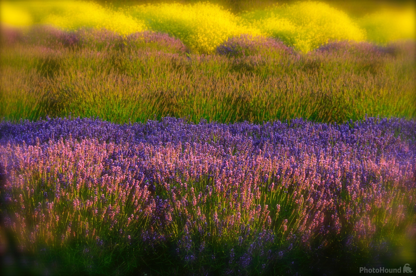 Image of Sequim Lavender Fields by Charley Corace