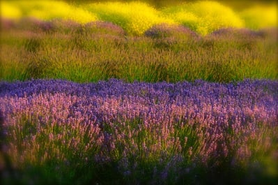 images of Olympic National Park - Sequim Lavender Fields