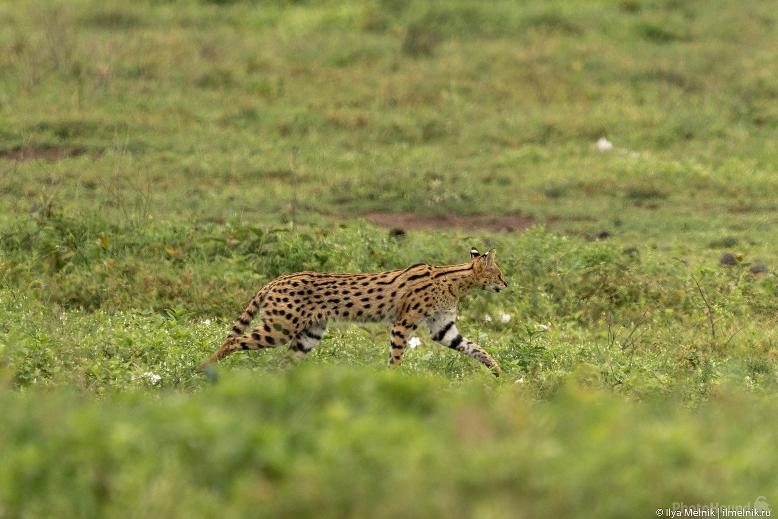 Image of Ngorongoro Caldera by Ilya Melnik
