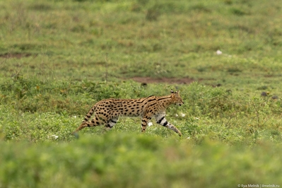 Tanzania pictures - Ngorongoro Caldera