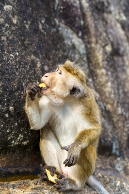 Sri Lanka photos - Sigiriya Rock Fortress