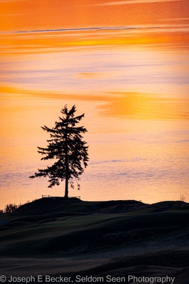 pictures of Puget Sound - Lone Fir, Chambers Bay