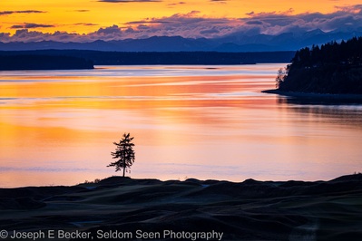 Picture of Lone Fir, Chambers Bay - Lone Fir, Chambers Bay