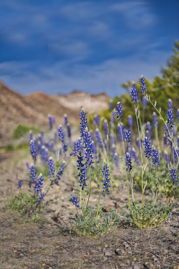 March is the best month for wildflower's in Big Bend National park. On  a good year they are everywhere 