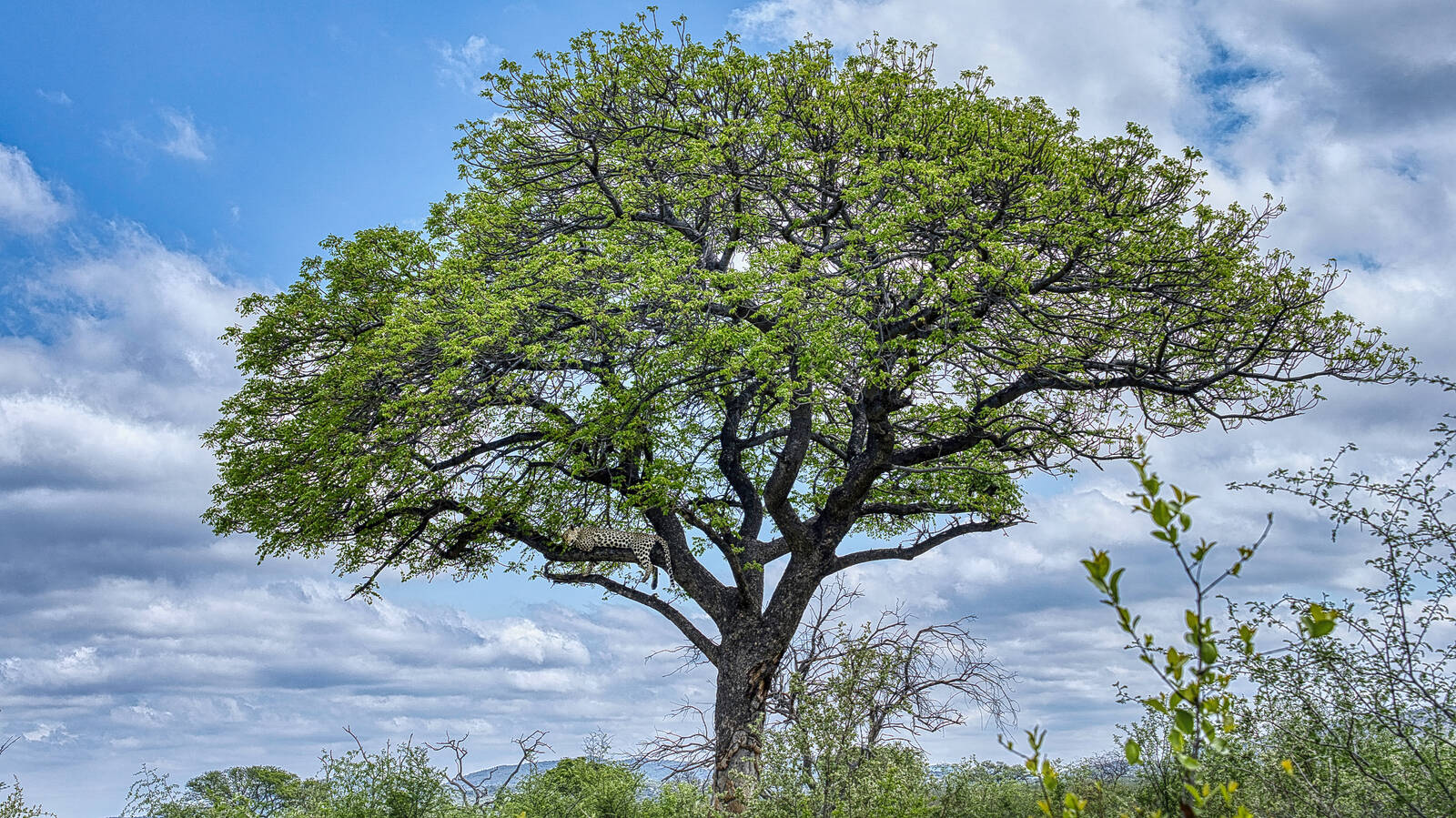 Image of Madikwe Game Reserve by Angie Birmingham