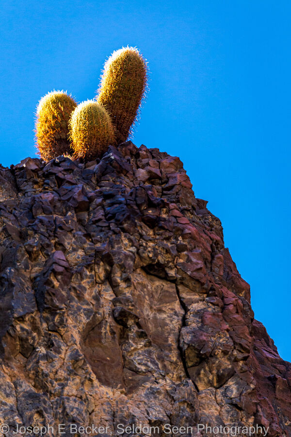Sunlit cactus above the river