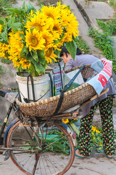 Vietnam pictures - Quang Bá Flower Market