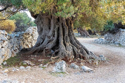 Lun Olive Groves - olive tree 1600 years old