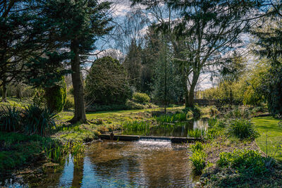 Picture of Gooderstone Water Gardens - Gooderstone Water Gardens